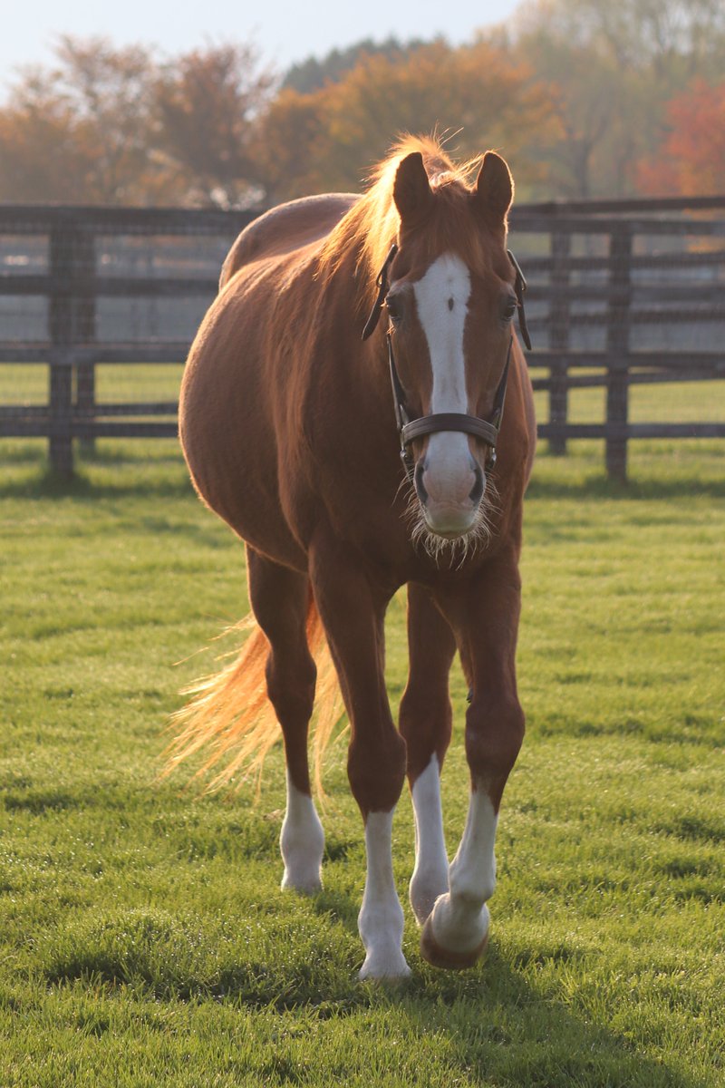 yusas's tweet photo. Ishino Sunday(JPN) passed away from the infirmities of old age on August 18 at the age of 31.

We are truly saddened to lose him and are grateful for all the support from his fans over the years. https://t.co/w3WtkzGjka