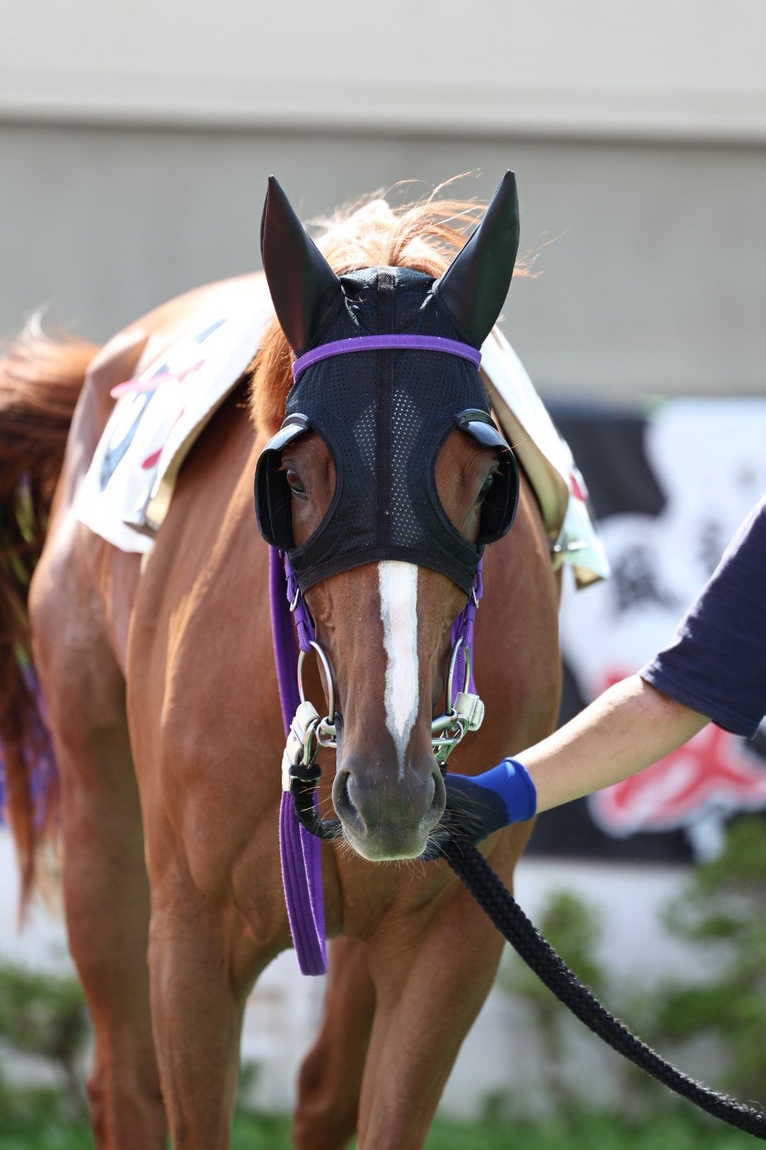 競馬 ゴールドシップ グラス mqdefault.jpg
