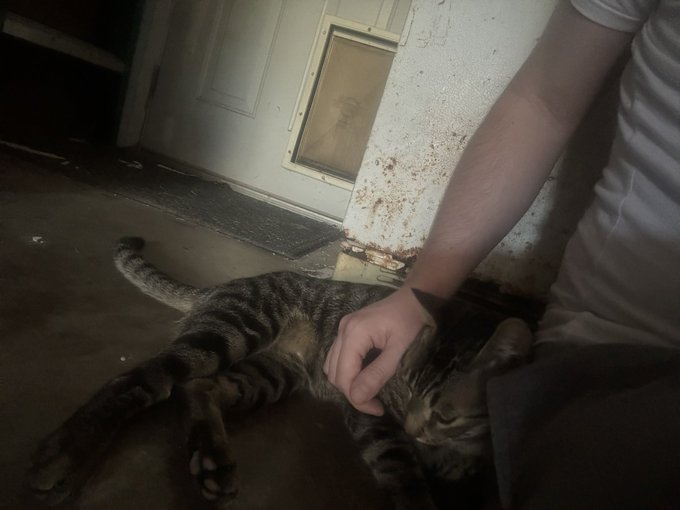 been taking care of this little stray for a while now. he kinda just lives in the garage right now cause
