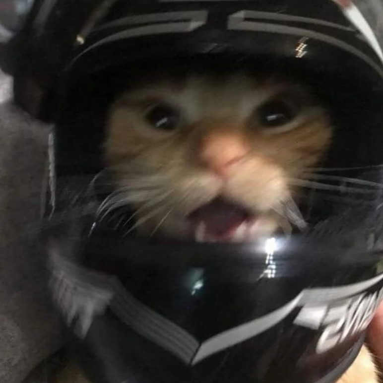 PunchingCat tweet picture
