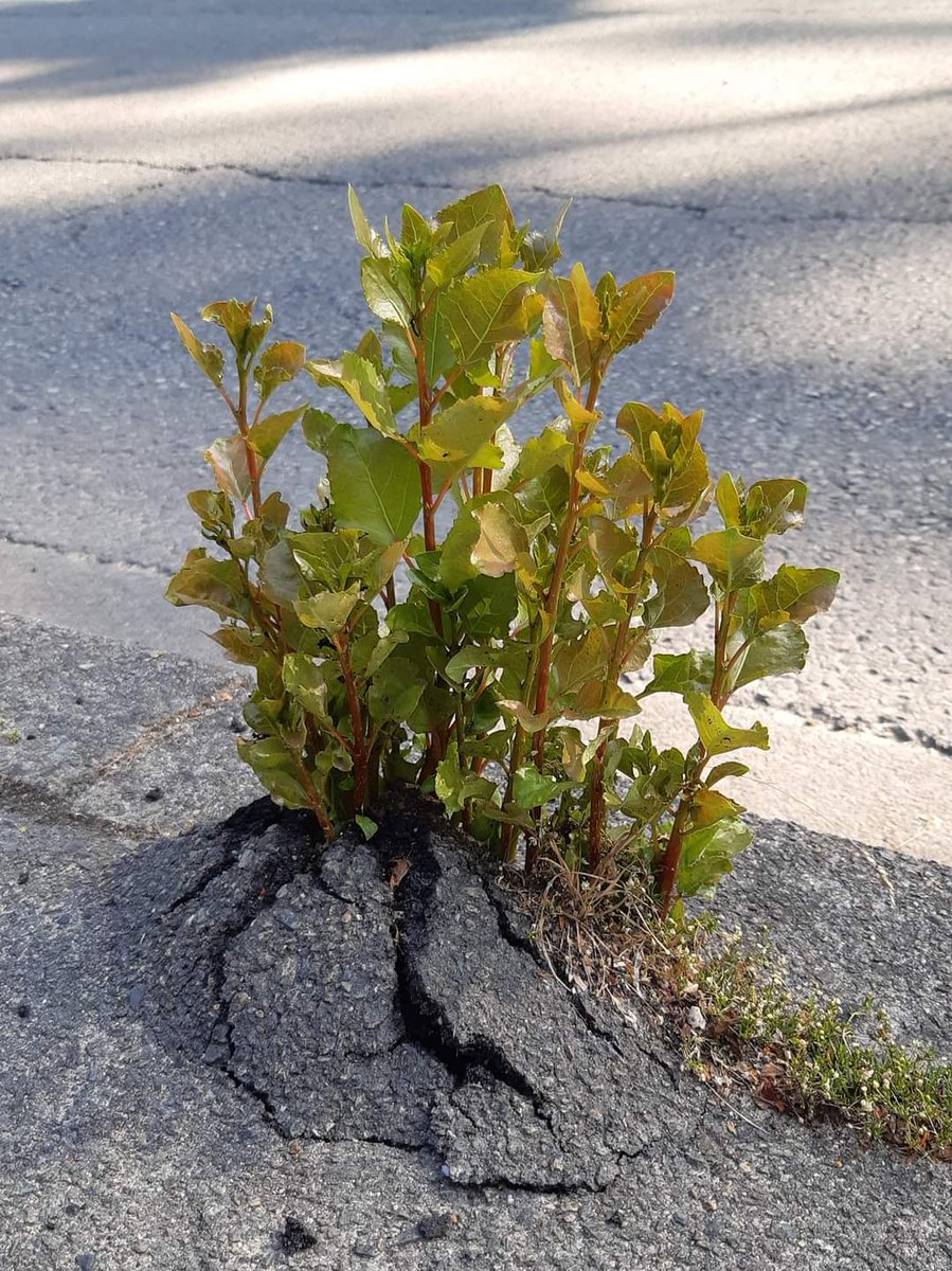 Los Árboles Mágicos ®️, (by Oscar Gaitan) tweet media