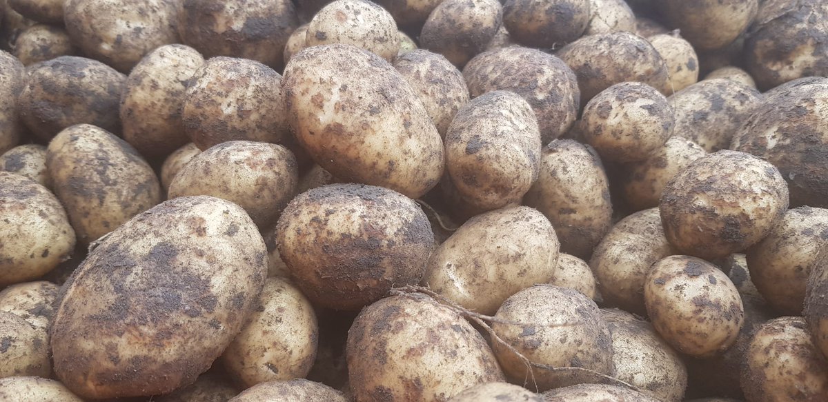 Megan Edmonds (@edmondsmeg) on Twitter photo Whoops!
Happy Potato Day for yesterday!
Love your spuds and fancy a day out?
We are hosting our Potato Open Day on Weds in Derbyshire.
We have a 6ha site packed with lots to see and upto 6 BASIS available.
DM for an invite
<a href="/EurofinsAgro/">Eurofins Agroscience</a>
#EurofinsPotatoOpenday2024 #Spuds Whoops!
Happy Potato Day for yesterday!
Love your spuds and fancy a day out?
We are hosting our Potato Open Day on Weds in Derbyshire.
We have a 6ha site packed with lots to see and upto 6 BASIS available.
DM for an invite
<a href="/EurofinsAgro/">Eurofins Agroscience</a>
#EurofinsPotatoOpenday2024 #Spuds