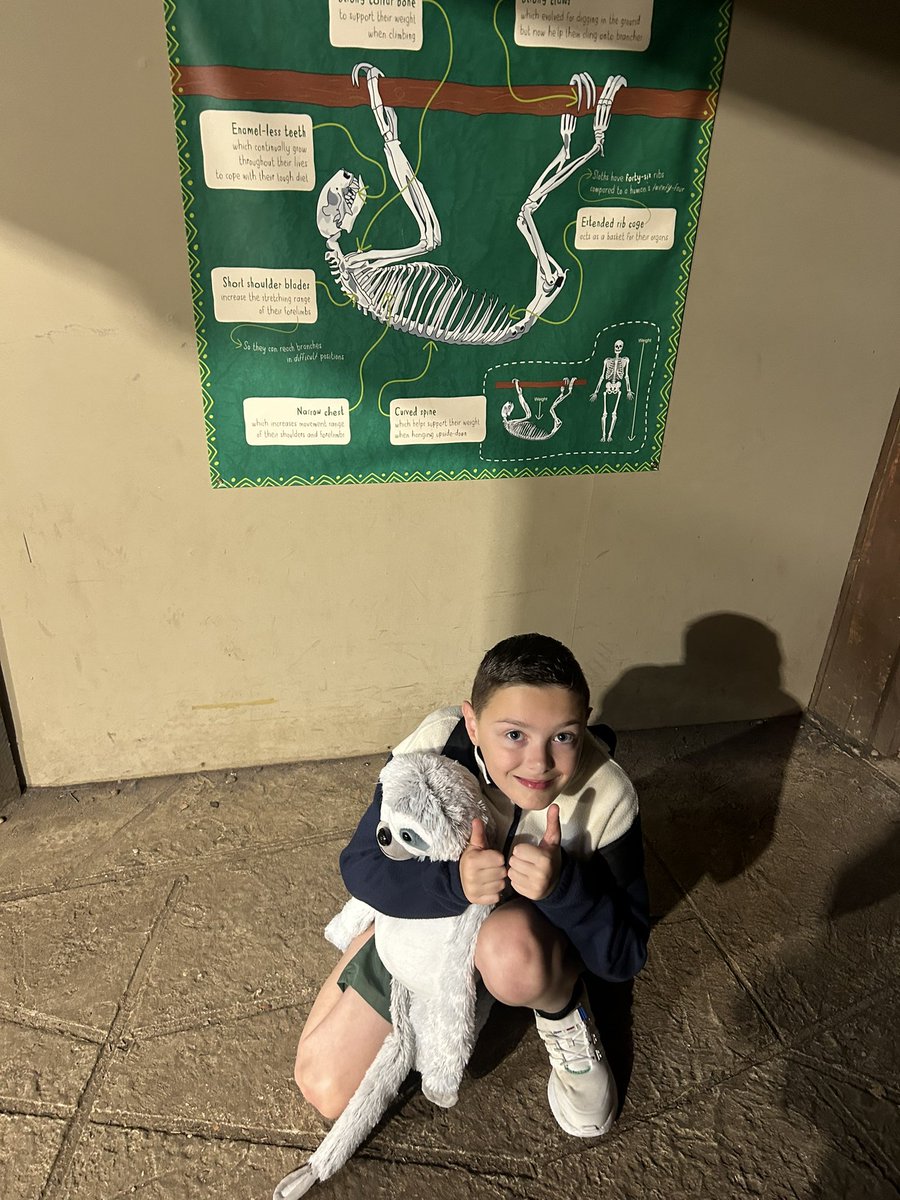 sarah_sumner's tweet photo. Sloth crazy 🥰❤️💙 https://t.co/U8iRSZwu5t