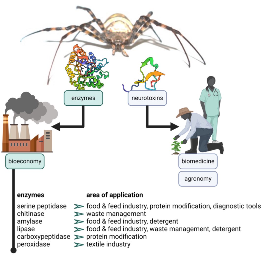 Dr. Tim Lüddecke (@luddecketim) on Twitter photo Newest lab 📖 led by my fantastic student Josephine Dresler on a new major research line in my group: 🕷️ #venom #enzymes. These overlooked compounds carry immense value for the bioeconomy! <a href="/DammMaik/">Dr. Maik Damm 🐍</a> @nacho_herp <a href="/LOEWE_TBG/">LOEWE Centre Translational Biodiversity Genomics</a> <a href="/ProLOEWE/">ProLOEWE</a> <a href="/geobiodiversity/">Senckenberg Research</a>
frontiersin.org/journals/arach… Newest lab 📖 led by my fantastic student Josephine Dresler on a new major research line in my group: 🕷️ #venom #enzymes. These overlooked compounds carry immense value for the bioeconomy! <a href="/DammMaik/">Dr. Maik Damm 🐍</a> @nacho_herp <a href="/LOEWE_TBG/">LOEWE Centre Translational Biodiversity Genomics</a> <a href="/ProLOEWE/">ProLOEWE</a> <a href="/geobiodiversity/">Senckenberg Research</a>
frontiersin.org/journals/arach…