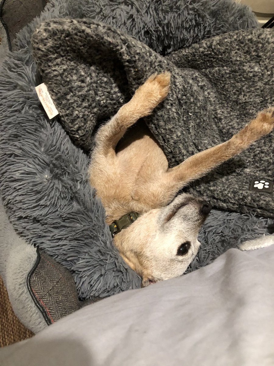 A vey comfortable little Seymour this morning x❤️😂