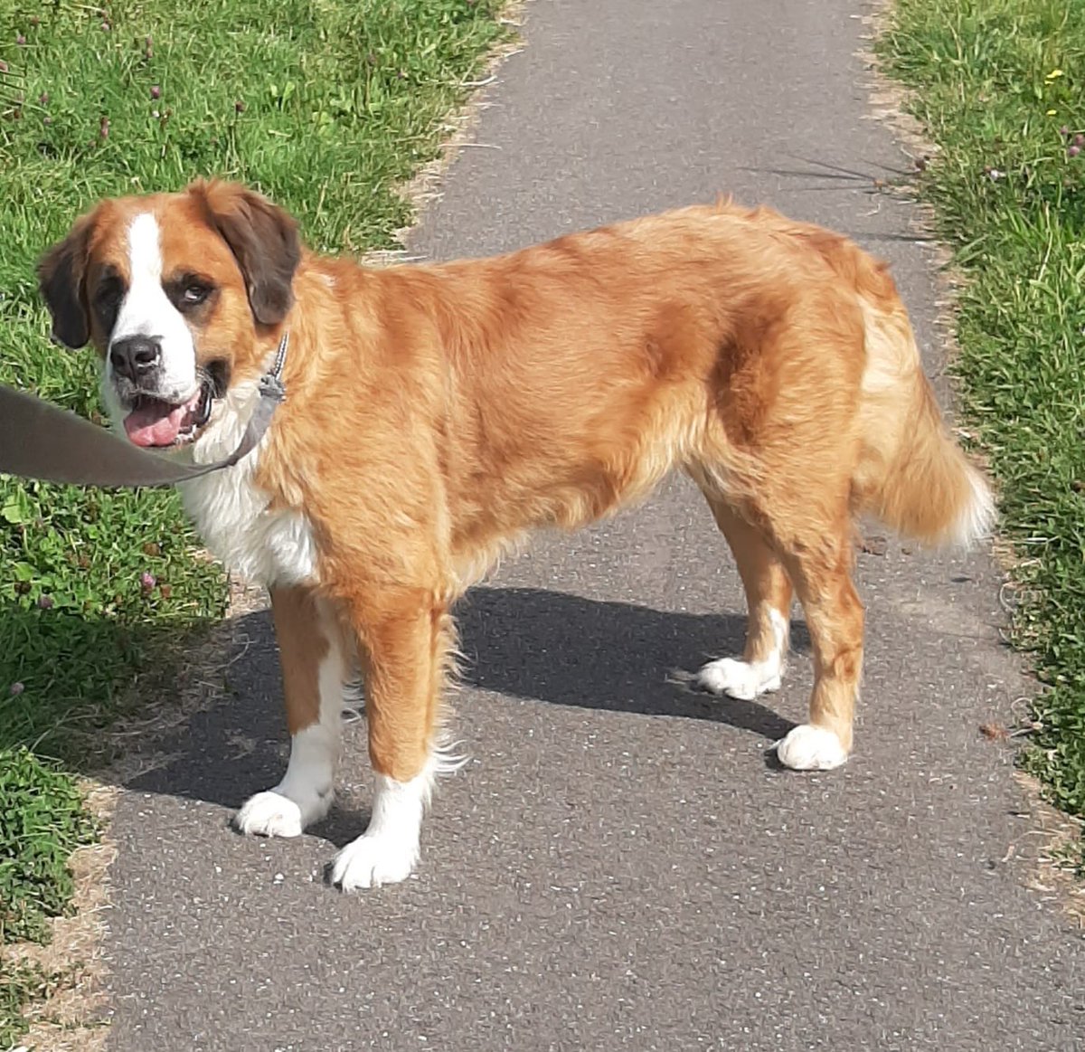 Deze knappe teef is Summer. Summer is 4 jr, ietwat afwachtend maar eenmaal gewend een lieverd. Ze zkt een nieuwe eigenaar. Binnenkort meer informatie.