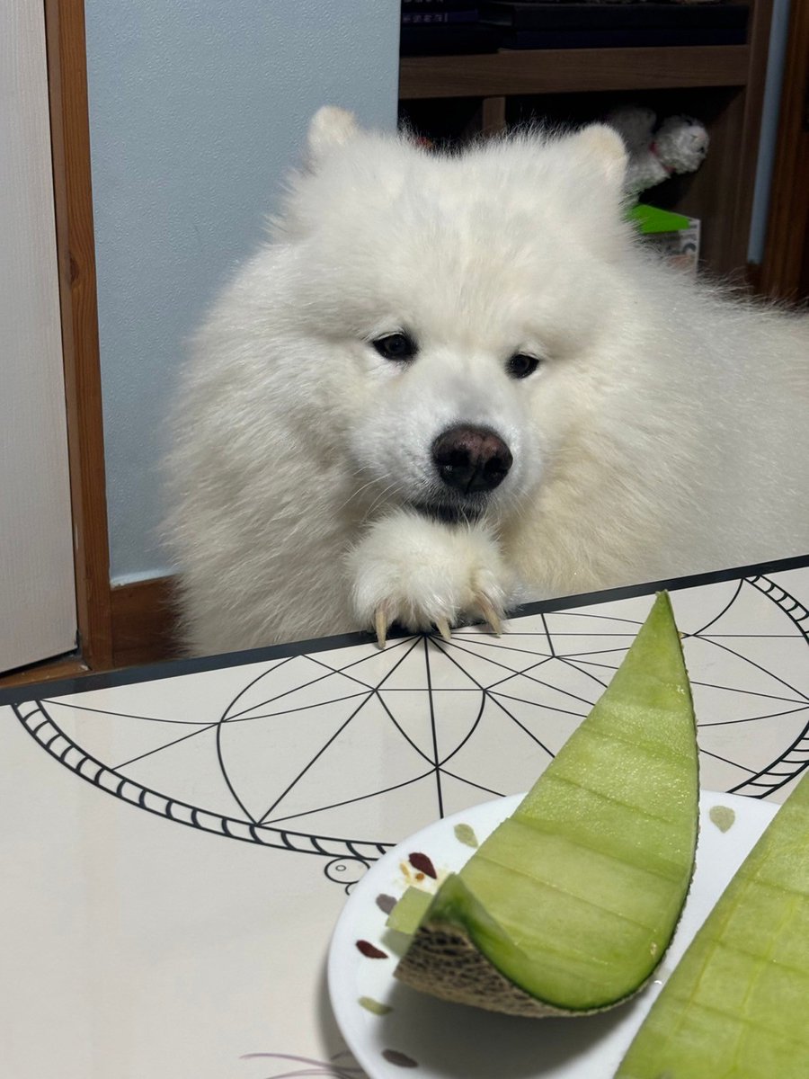 마늘쫑 (@jjong_sami) on Twitter photo 