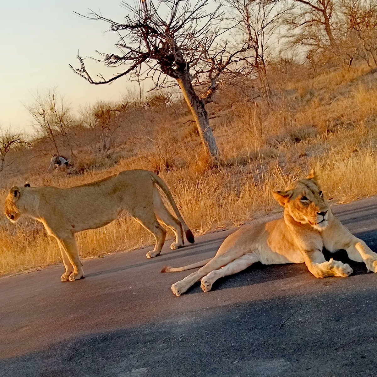 Simba it's a swahili word which means Lion
#EMTEE
#M.B.O
#Kwesta