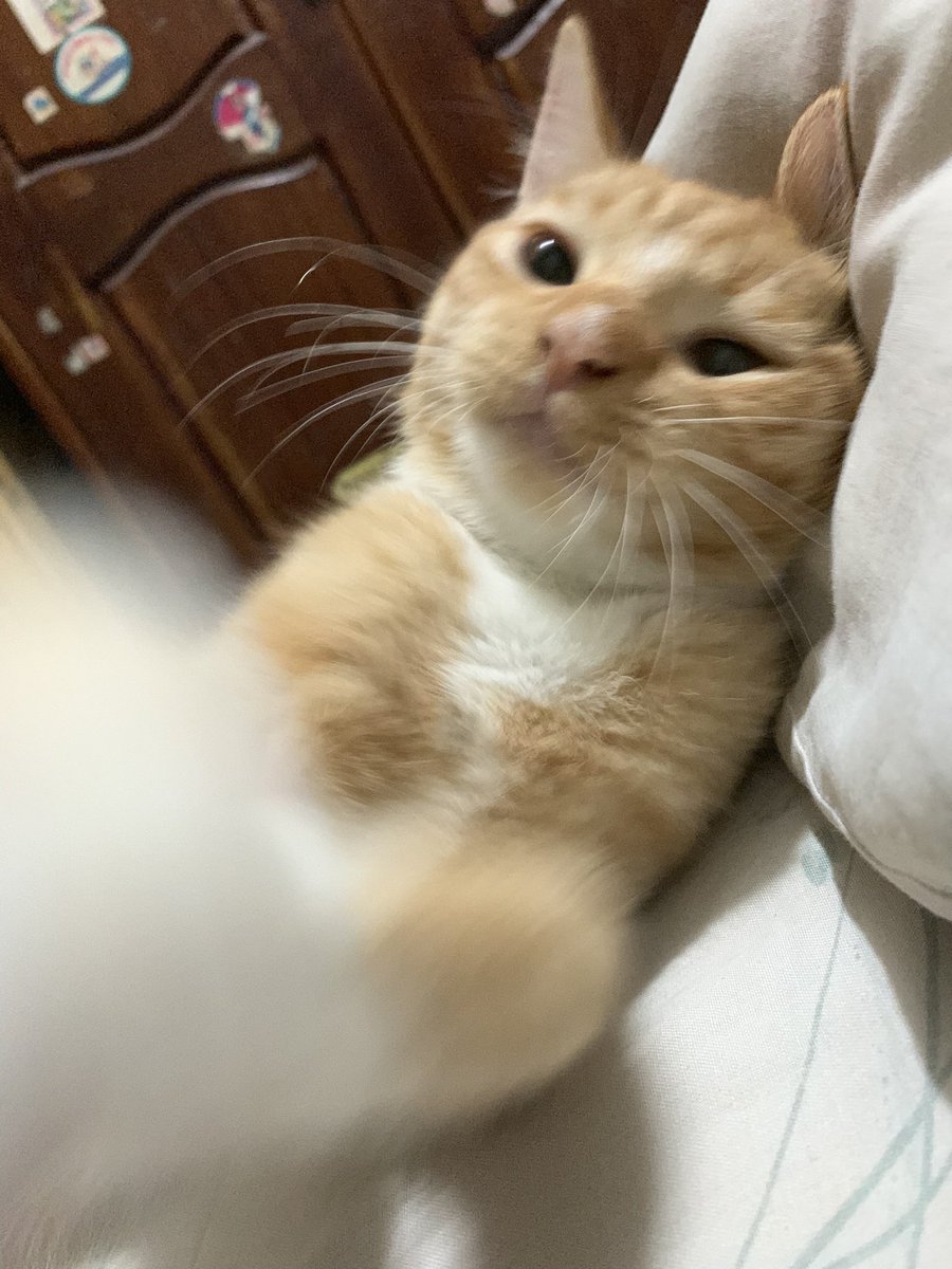 samshinecat's tweet photo. Cilub                                             ba 🤗 https://t.co/9BZ5OGg8iy