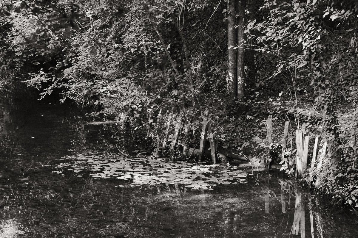 "Sunday"

Fujifilm x-T4, Tamron 17-70mm f2.8, "Kodak Tri-X 400" recipe
#blackandwhitephotography #fujifilm #nature