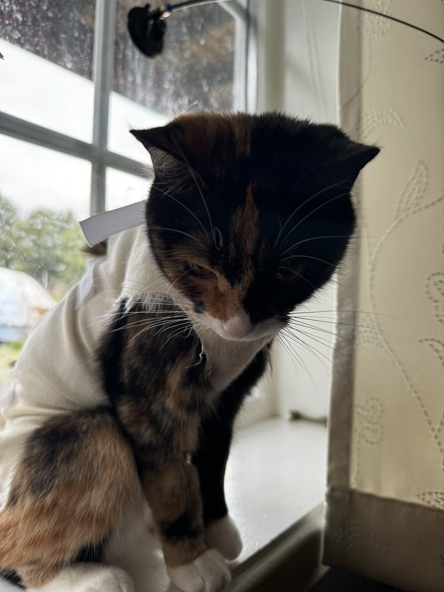 Bignosedchunker's tweet photo. en tell update, the kittycat e fakkings kastrert og e førbanna på mæ, lite nøgd og vis detta ved å pesse på sofan x antall tusn gånga https://t.co/8b6hGW4CTV