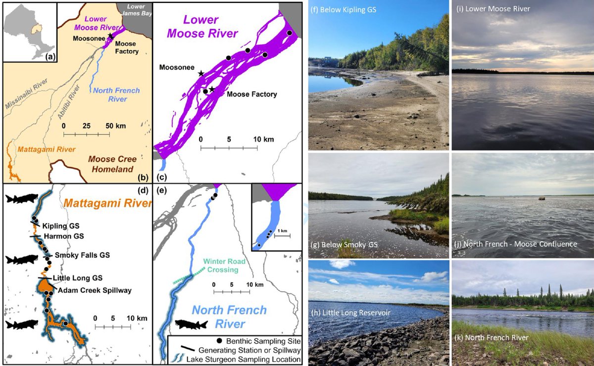 FACETS Journal (@facetsjournal) on Twitter photo New 📰| The long-term effects of water resource development on blood mercury levels and the trophic ecology of Namew (lake sturgeon, Acipenser fulvescens) 💧 Read it ➡️ ow.ly/WUXj50T7xK0
👥 @GLescord <a href="/ClaireE_Farrell/">Claire Emma Farrell</a> <a href="/TheWCS/">WCS</a> <a href="/acadiaresearch/">Acadia Research</a> <a href="/ONresources/">Ontario Ministry of Natural Resources</a> <a href="/UF/">FLORIDA</a> New 📰| The long-term effects of water resource development on blood mercury levels and the trophic ecology of Namew (lake sturgeon, Acipenser fulvescens) 💧 Read it ➡️ ow.ly/WUXj50T7xK0
👥 @GLescord <a href="/ClaireE_Farrell/">Claire Emma Farrell</a> <a href="/TheWCS/">WCS</a> <a href="/acadiaresearch/">Acadia Research</a> <a href="/ONresources/">Ontario Ministry of Natural Resources</a> <a href="/UF/">FLORIDA</a>