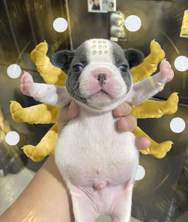 Hades 🌹 tweet media