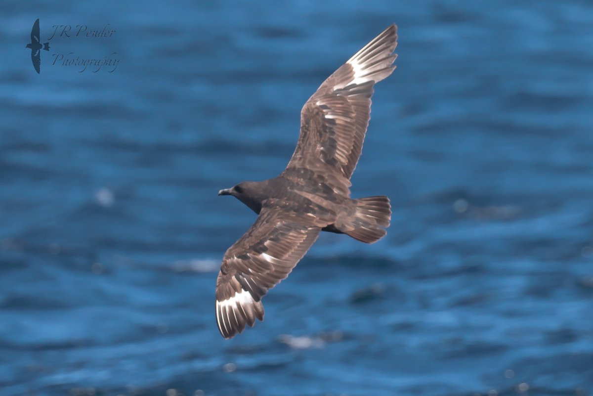 Scillypelagics's tweet image. Our South Polar ID article available on ResearchGate: researchgate.net/publication/38…