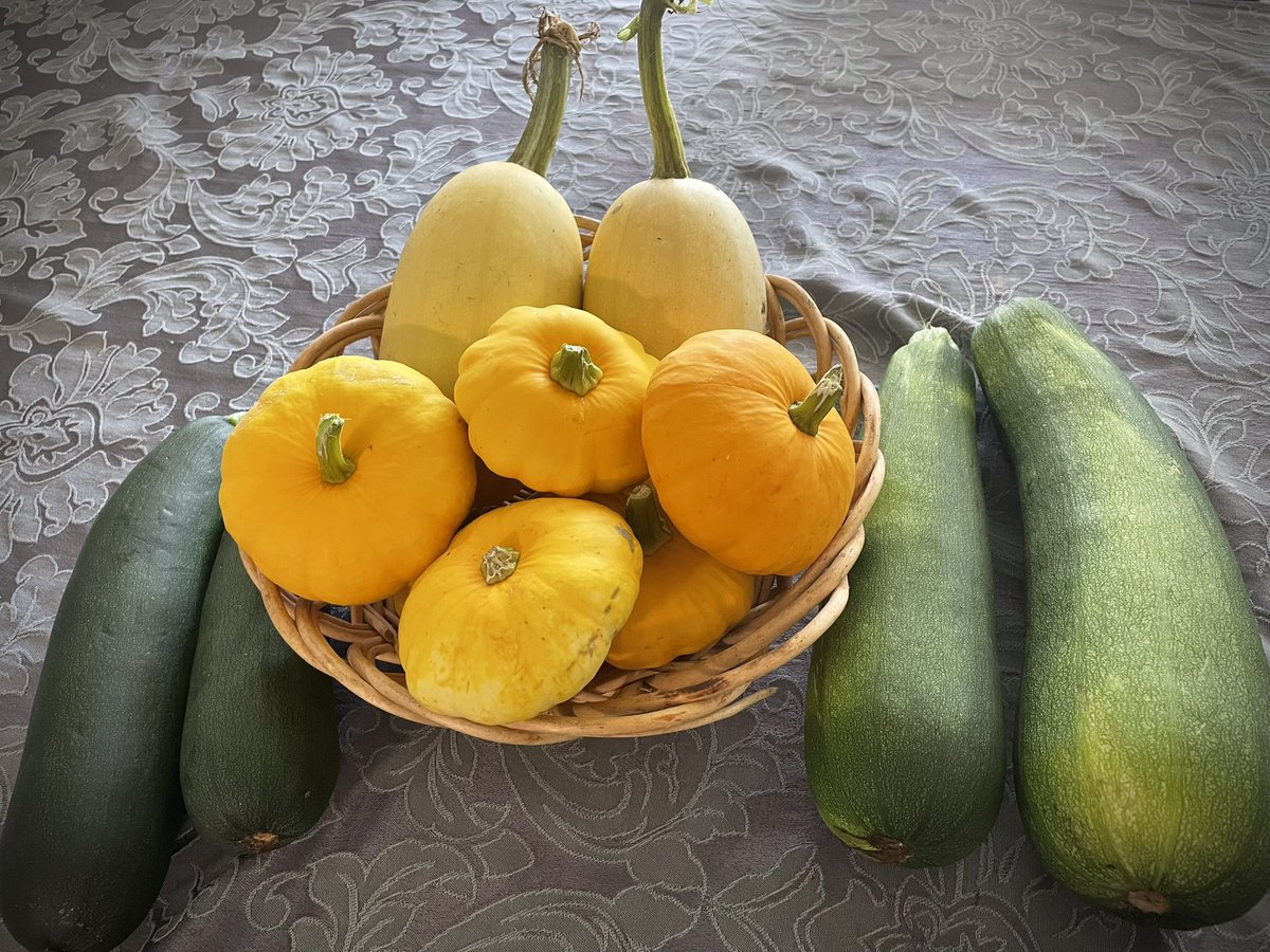 Hunt27Jessica's tweet photo. #everybitcountschallenge

It has been a wonderful squash year. 
Lots of patty pan squash and zucchini. I harvested my first couple spaghetti squash. 
Today I am going to shred some of this zucchini and freeze it. I think I’m going to make a soup with the patty pan and zucchini. https://t.co/3rg41YRFII
