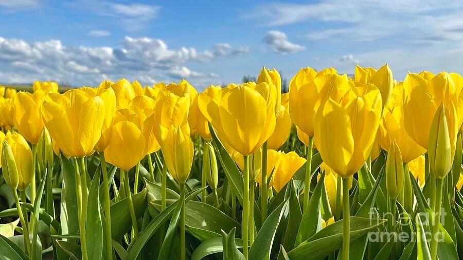 erinmdorffette's tweet photo. A gold bar of #flowers! #tulips #yellow #flower #naturalperspective #savingmemoriesbymakingmemories #tulip #oregon

https://t.co/Y3yn3fanJ7 https://t.co/UYz0YX0zIX