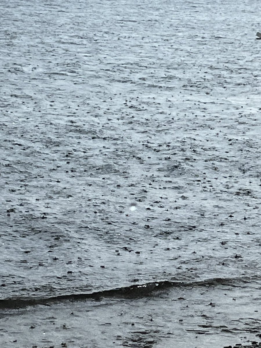 Yağmurda yüzüyorum canım yazma🐟