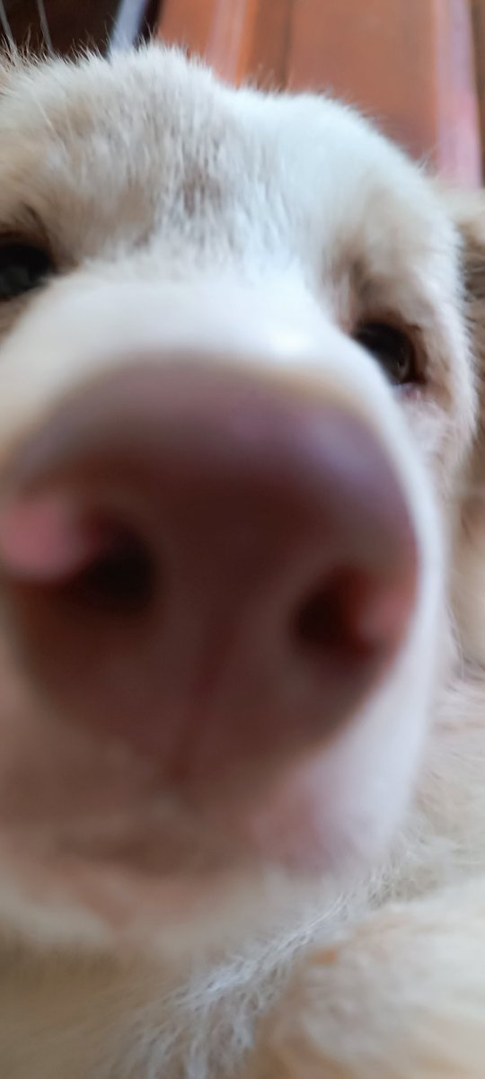 Moncemore13's tweet photo. * you have been sniffed https://t.co/pZ4Hkh3kVL