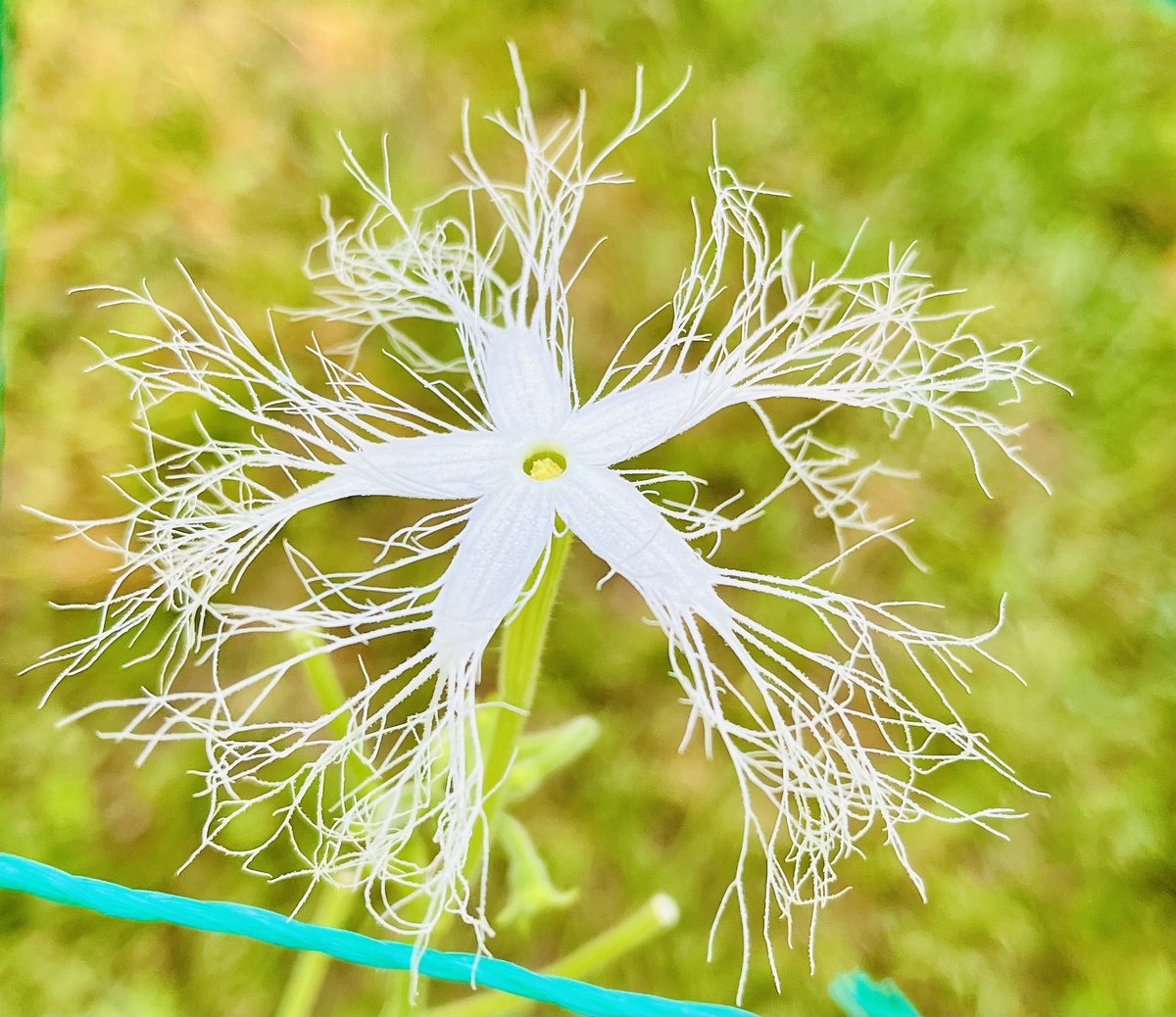 This interesting looking white flower is from the Indian Snake Bean! 

I bought the seeds from the Baker Creek Heirloom Seed Company!  

#garden #organicgarden #Beans #snakebean #flower