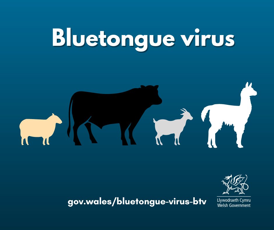 Following the confirmation of Bluetongue virus in a ram in Norfolk, be vigilant for the disease. Talk to your vet if you are considering moving susceptible animals from the east/southeast of England to Wales. For more information: gov.wales/bluetongue-vir…