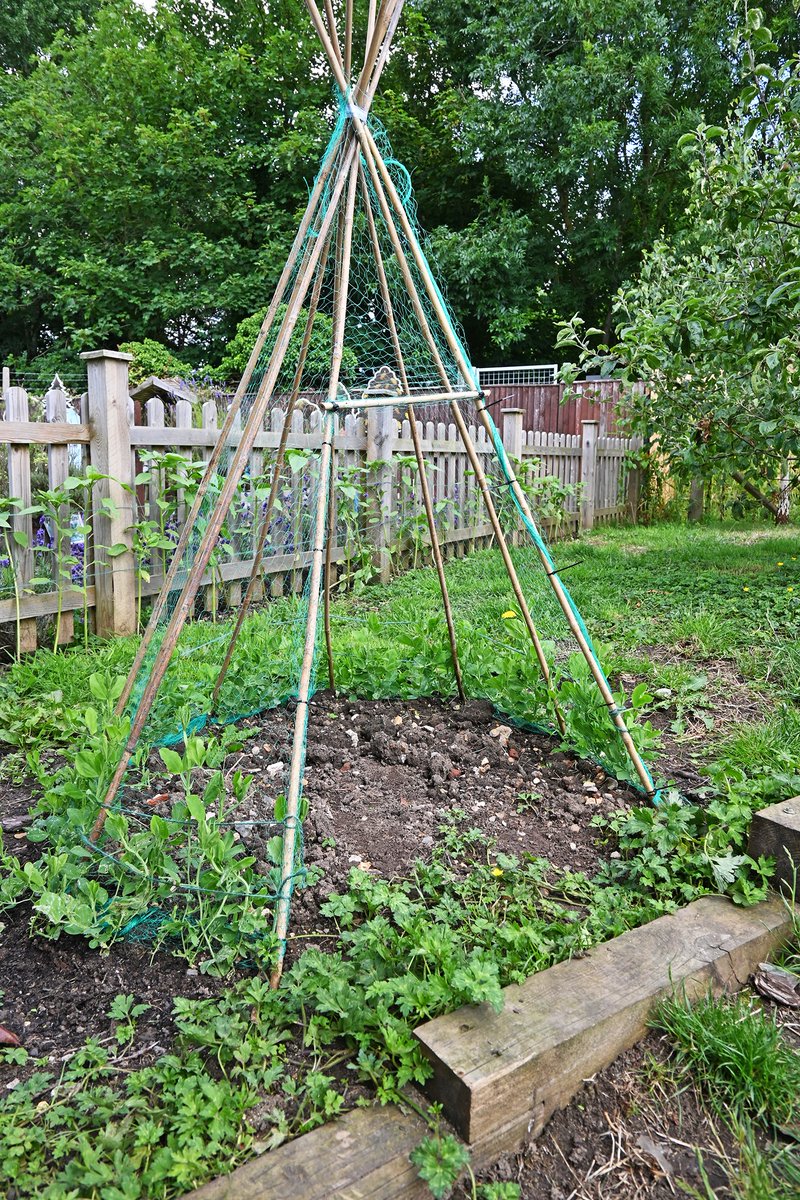 TigersNurseries's tweet photo. Our sweet peas are coming along nicely! We love planting flowers and vegetables so we can care for them and watch them grow. #NDNA #EYFS https://t.co/VwMJRXz7Dl