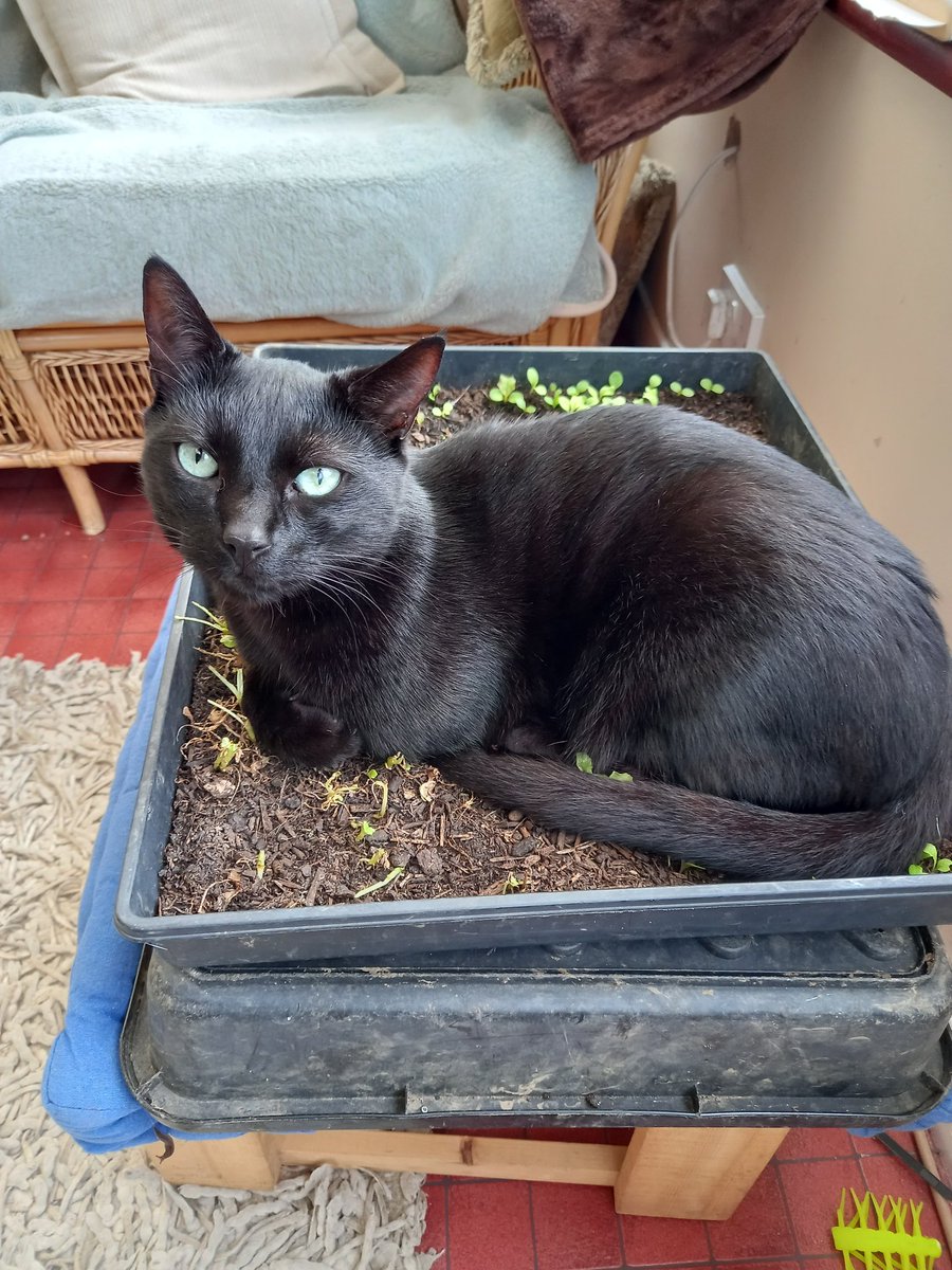 tripod_bertie's tweet photo. Oh... you said SEED bed mum! (not cat tray for pooping OR bed for sleeping!!) I'll incubate the seeds for you. https://t.co/btwhRs2Wua
