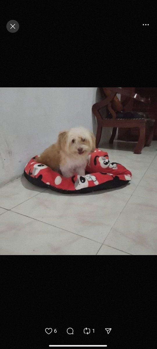 Buscan a su familia humana, San Bernardino Caracas.
Comunícate con el número publicado