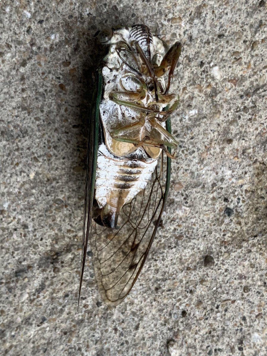 Rachel Helston 🍄 tweet media