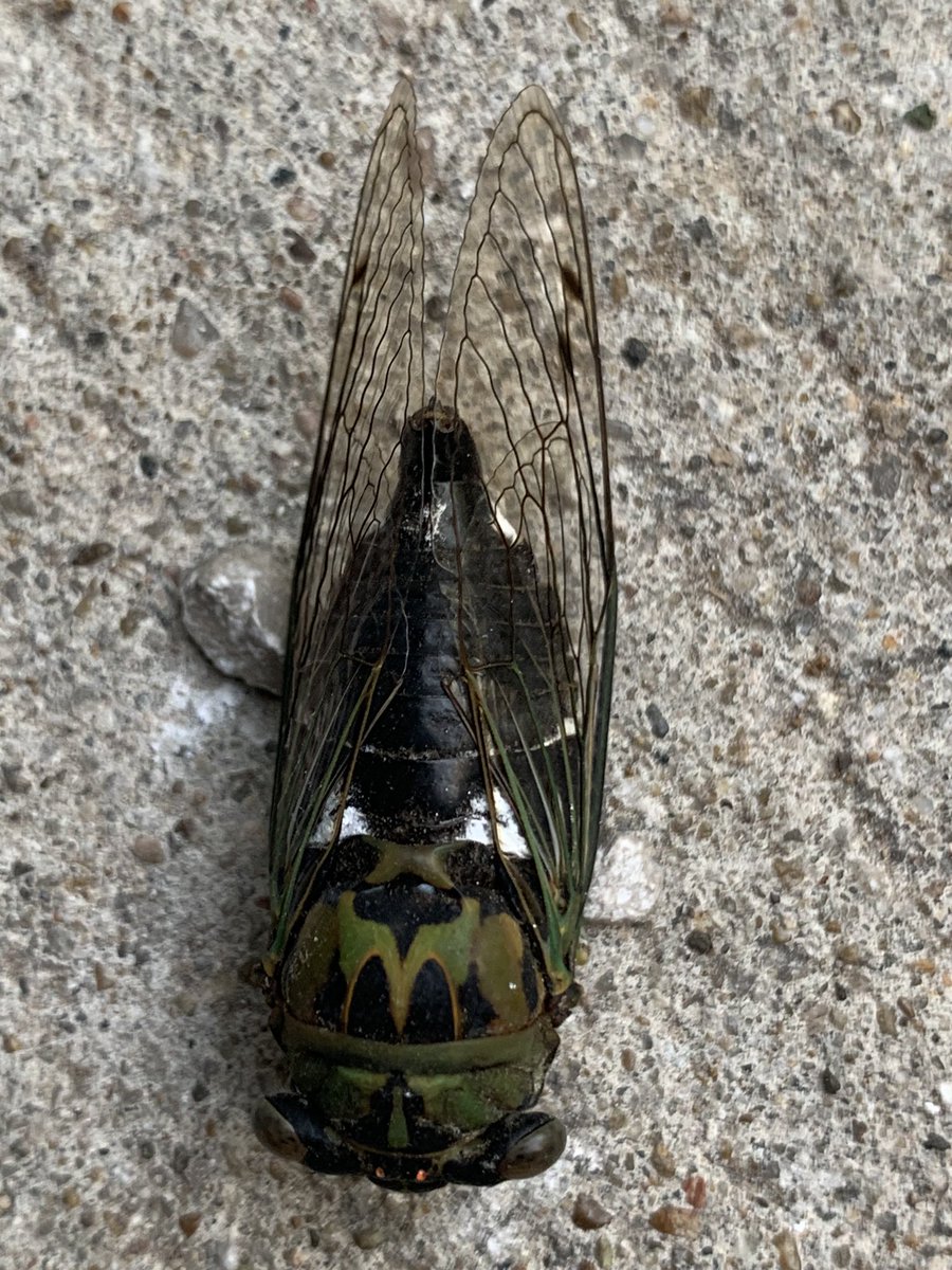 Rachel Helston 🍄 tweet media