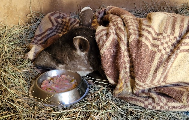 Queimadas e seca severa deixam filhotes órfãos e aumentam resgates em Rio Preto sbtinterior.com/noticia/queima…