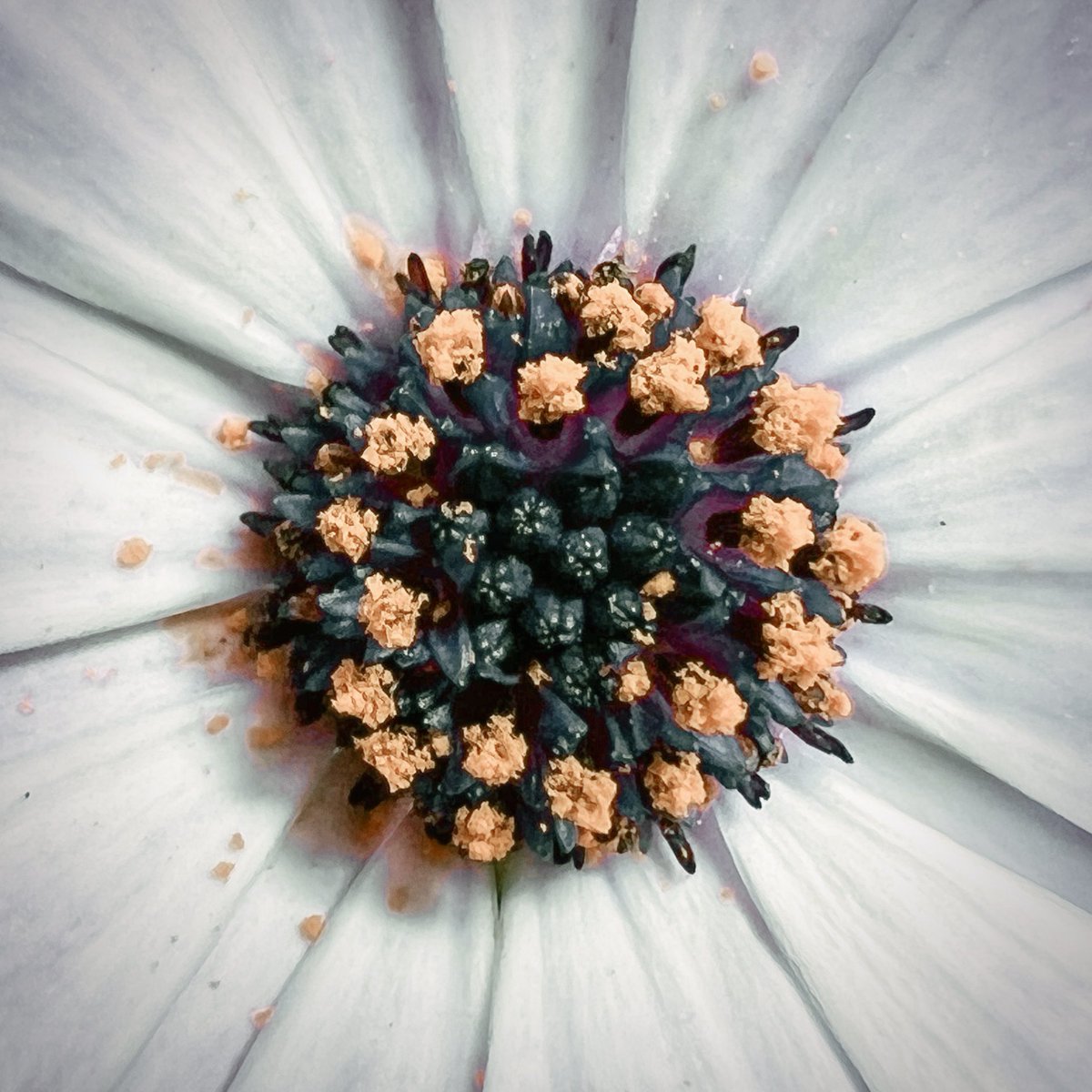 Pollen. Hated by some.