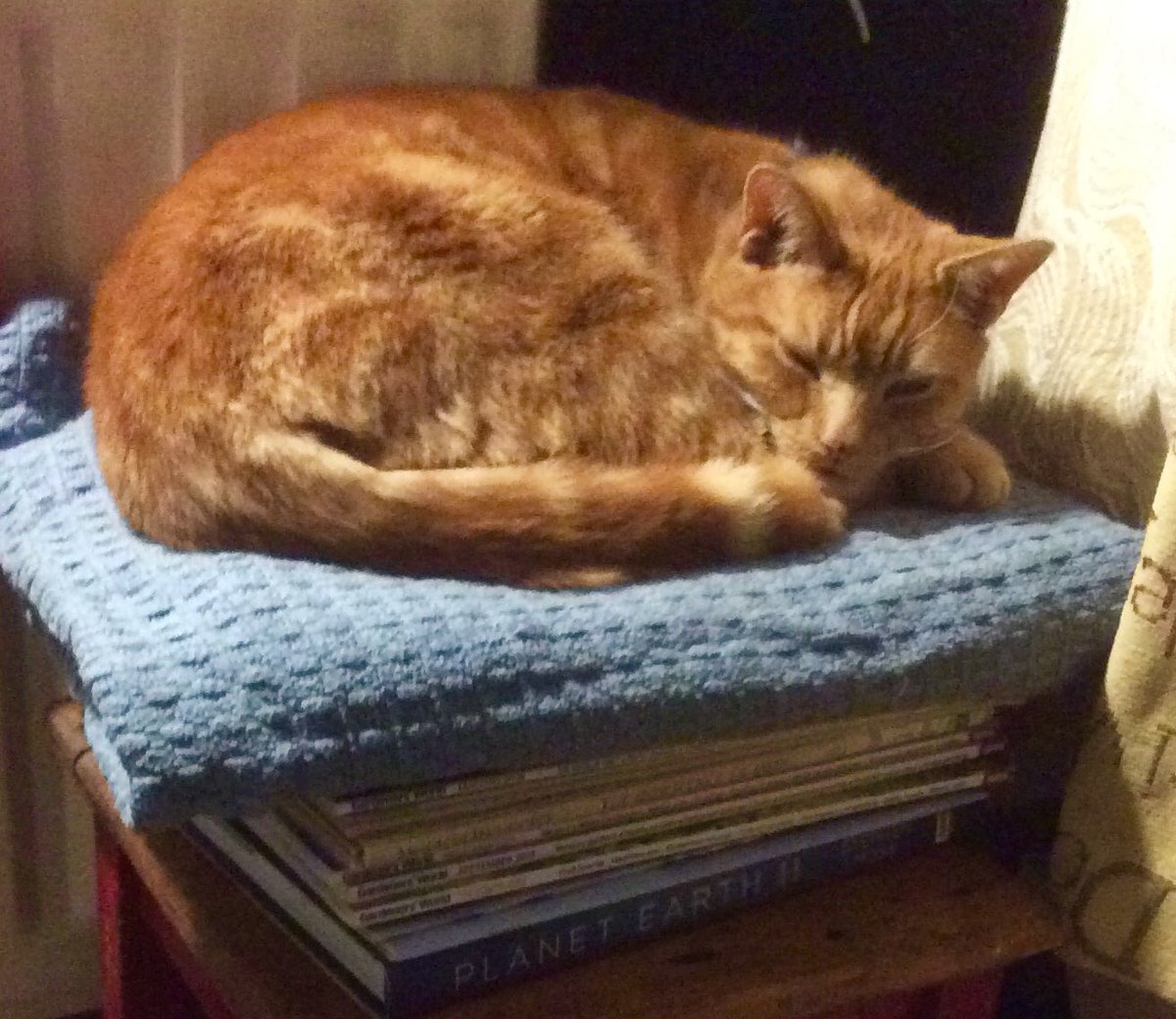 kath 🦎 tweet media