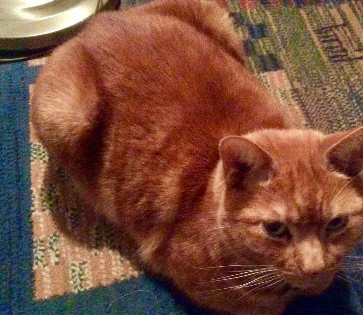 kath 🦎 tweet media