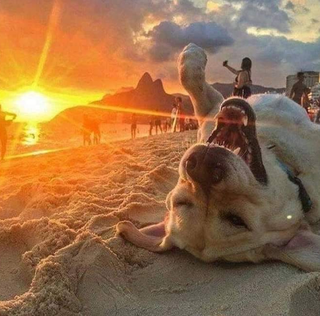 The Dalbo Dog tweet media