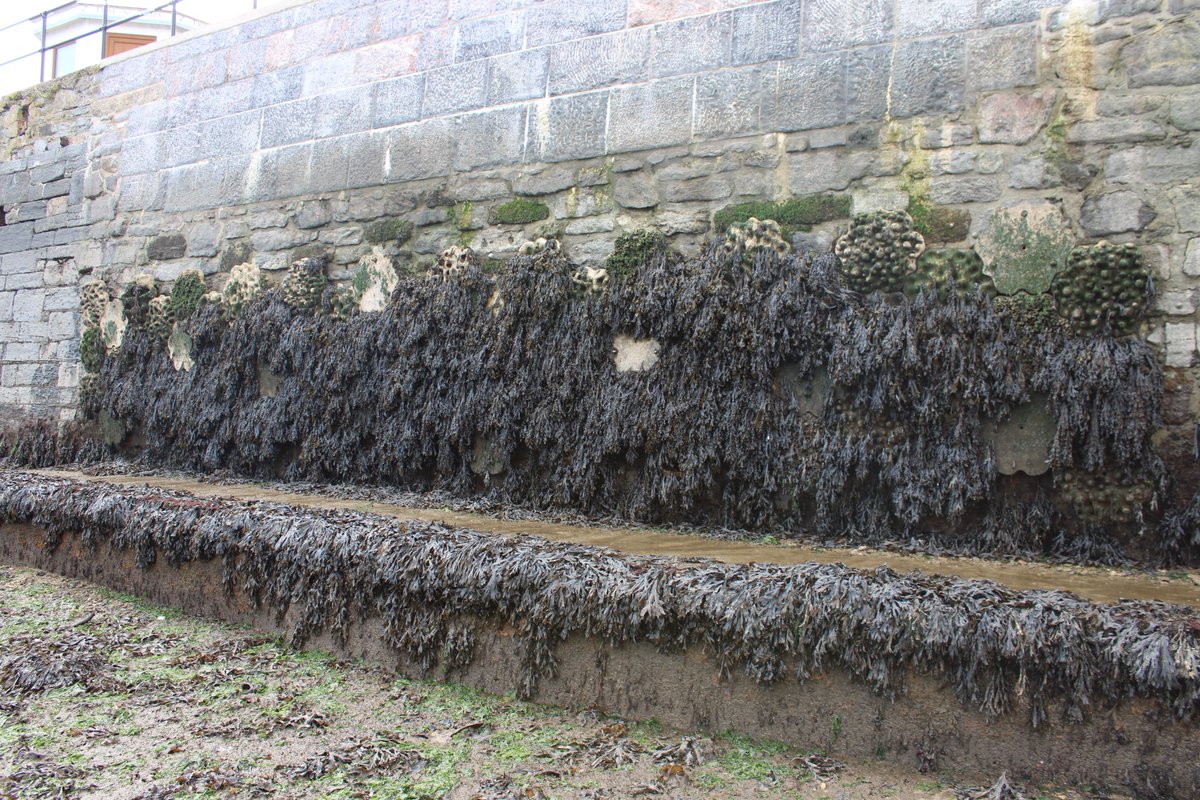 Living Seawalls in Plymouth (@plymseawalls) on Twitter photo Here's our Living Seawall in Plymouth one year after its installation. <a href="/PlymUni/">University of Plymouth</a> <a href="/LivingSeawalls/">Living Seawalls</a> <a href="/ouronlyw0rld/">Our Only World</a> <a href="/Louise_Firth_IE/">Louise Firth</a> Here's our Living Seawall in Plymouth one year after its installation. <a href="/PlymUni/">University of Plymouth</a> <a href="/LivingSeawalls/">Living Seawalls</a> <a href="/ouronlyw0rld/">Our Only World</a> <a href="/Louise_Firth_IE/">Louise Firth</a>