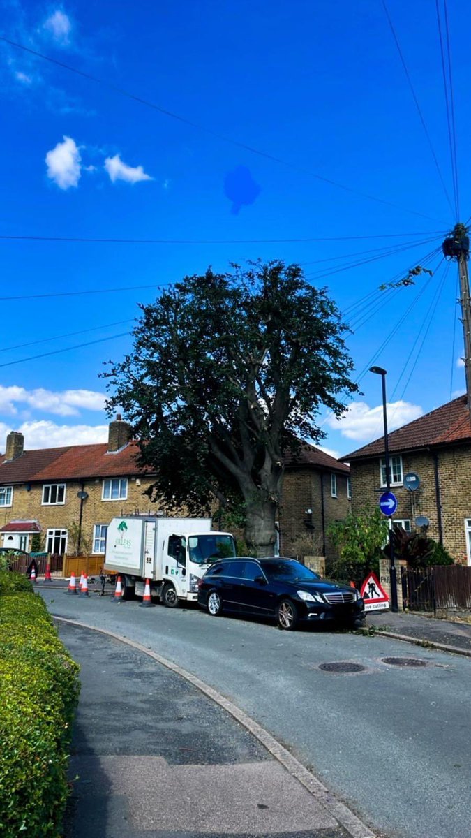Here’s another Oxleas before and after of a “30% reduction &amp; 15% thin” on this lovely Copper Beech. Extra care was taken to ensure the tree was pruned correctly but also safely due to overhead lines and cars present.