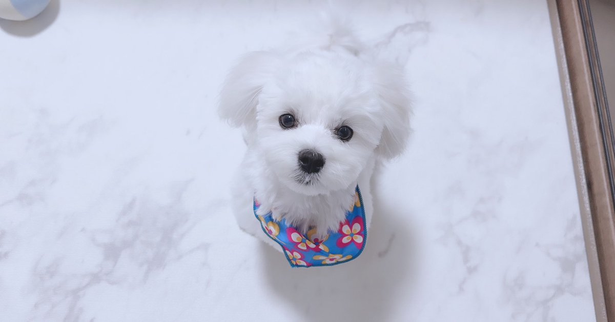 Happybirthday!!!文太🎂♡♡

 #マルチーズ