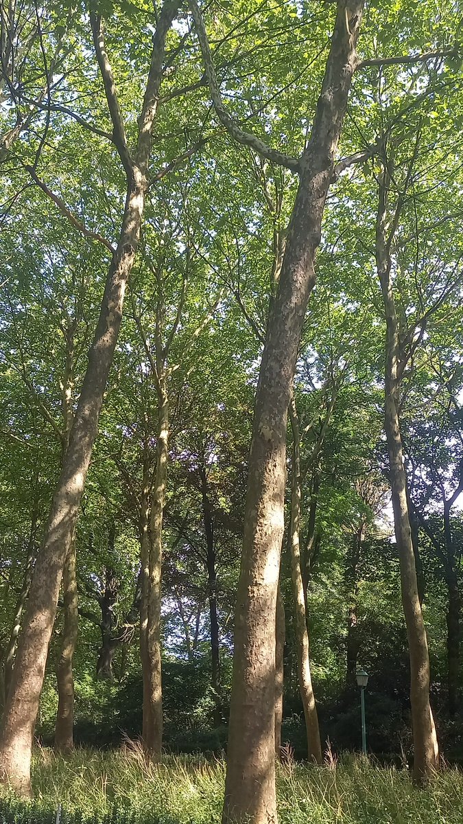 Happy to stay at least +6 months in beautiful Brussels 👀
#NewContract #Communication