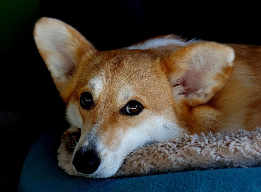 CrowdPets's tweet photo. Señales que indican que tu perro siente dolor https://t.co/i3P3r9ecO4 https://t.co/Cv3KG1HanN
