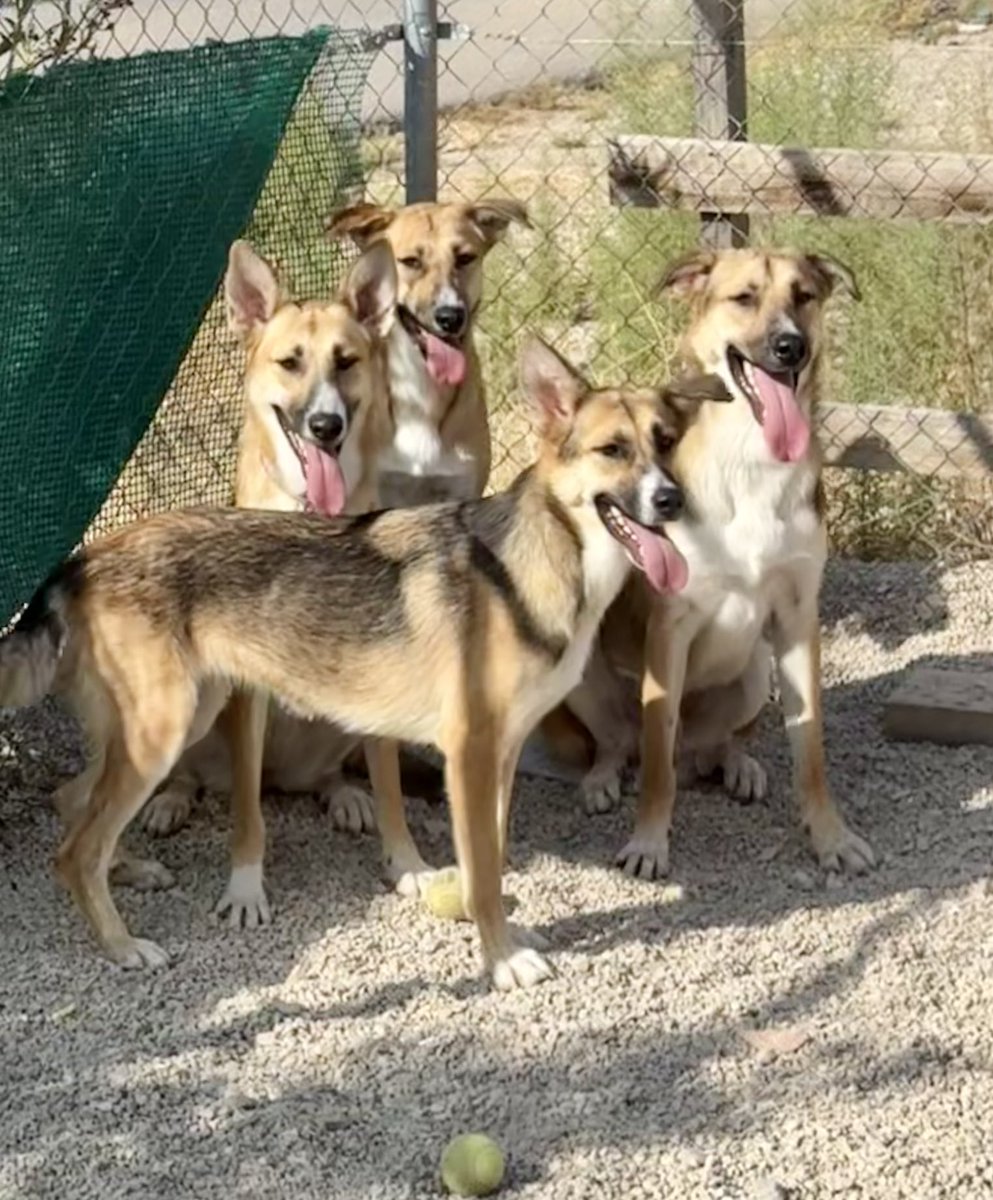 huelladejaen's tweet photo. Quien tiene un perro en casa me entenderá….

Necesito pienso para ellos, la despensa escasea y el día 01 de septiembre realizaremos un pedido para poderlos alimentar…. Cada uno de ellos ronda entre los 25-30kilos… y así día tras día para que veáis el pienso que se nos va… https://t.co/8FhfRssrbA