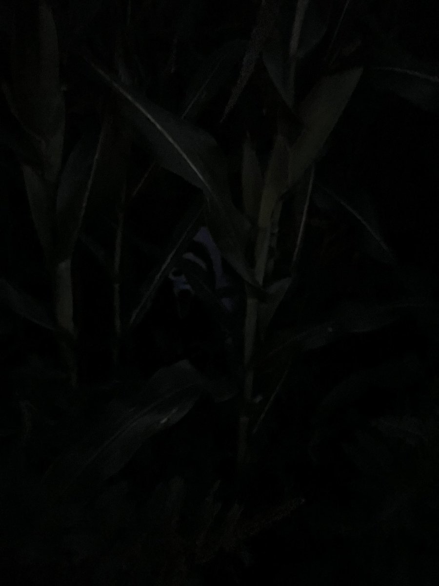ScreamforGhosty's tweet photo. Is he gonna chase you through the woods or do I have to? https://t.co/IFxbcBfqY5