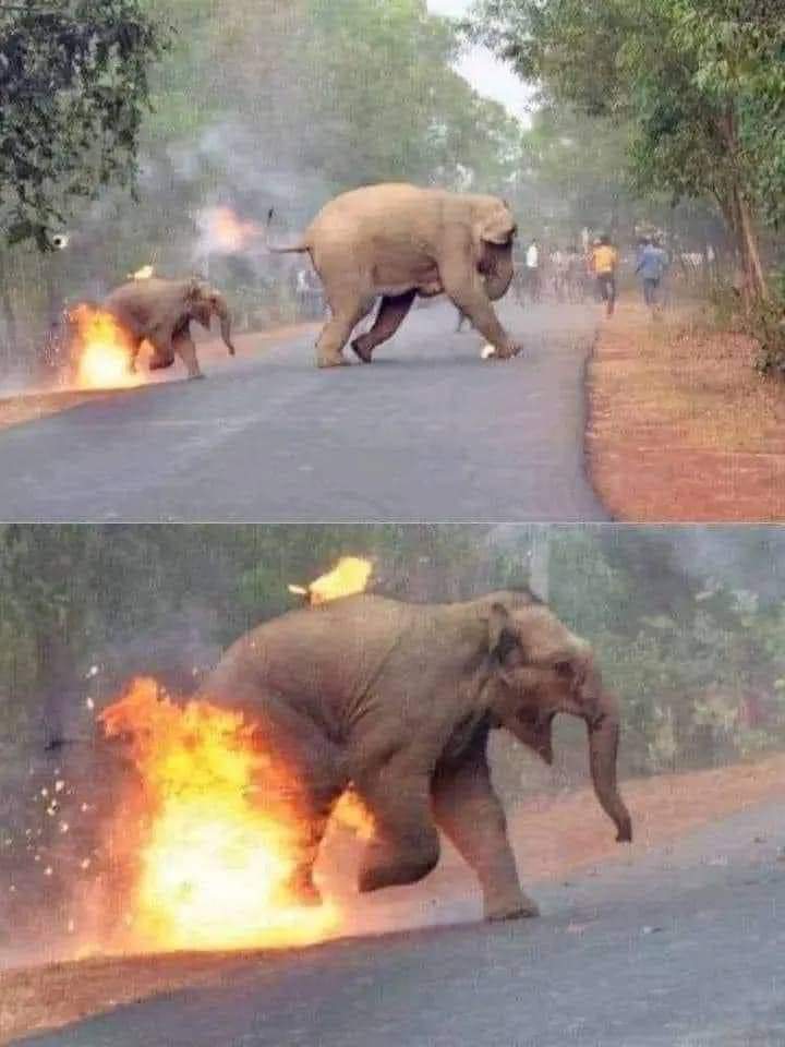 Anu Pandey (@anupandeyhotma1) on Twitter photo Is this India which worships Lord Ganesha who carries head of elephant? <a href="/MamataOfficial/">Mamata Banerjee</a> <a href="/Saurabh_MLAgk/">Saurabh Bharadwaj</a> <a href="/PMOIndia/">PMO India</a> <a href="/moefcc/">MoEF&CC</a> It looks like land of demons which is heading towards vinash not viksit bharat <a href="/BJP4India/">BJP</a> <a href="/RSSorg/">RSS</a> <a href="/NaMo4PM/">Narendra Modi For Viksit Bharat</a> Is this India which worships Lord Ganesha who carries head of elephant? <a href="/MamataOfficial/">Mamata Banerjee</a> <a href="/Saurabh_MLAgk/">Saurabh Bharadwaj</a> <a href="/PMOIndia/">PMO India</a> <a href="/moefcc/">MoEF&CC</a> It looks like land of demons which is heading towards vinash not viksit bharat <a href="/BJP4India/">BJP</a> <a href="/RSSorg/">RSS</a> <a href="/NaMo4PM/">Narendra Modi For Viksit Bharat</a>