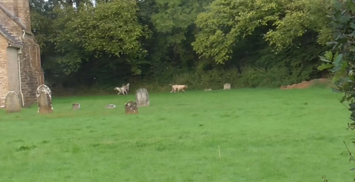 Dorset Hunt Monitor (@dorsetmonitor) on Twitter photo First proper day’s cub hunting of the season for the BSV and within an hour they’re back to their old bad habits. Hunting through graveyards and losing control of hounds and trespassing through private gardens. <a href="/Weymouthanimalr/">Weymouth Animal Rights</a> <a href="/NDHuntSabs/">North Dorset Hunt Saboteurs</a> <a href="/ProtectTheWild_/">Protect the Wild</a> <a href="/HuntSabs/">Hunt Saboteurs Association</a> First proper day’s cub hunting of the season for the BSV and within an hour they’re back to their old bad habits. Hunting through graveyards and losing control of hounds and trespassing through private gardens. <a href="/Weymouthanimalr/">Weymouth Animal Rights</a> <a href="/NDHuntSabs/">North Dorset Hunt Saboteurs</a> <a href="/ProtectTheWild_/">Protect the Wild</a> <a href="/HuntSabs/">Hunt Saboteurs Association</a>