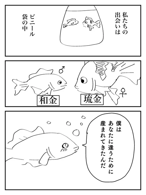 #コルクマンガ専科
#まんがつかみ大賞
番の復讐をしたい金魚の話 