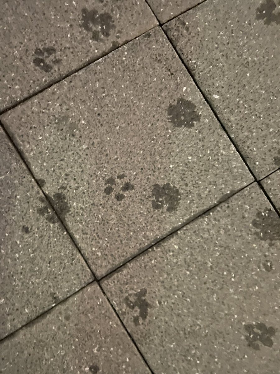 SchnauzerSAKU_'s tweet photo. かわいい足跡🐾 https://t.co/JSfxC7GvEY