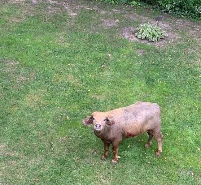 p_hillbuffalo's tweet photo. Happy International water buffalo day!! Feeling kinda cute. Might come see you later. @KCCINews @WHO13news @PleasantHillIA https://t.co/A9ab3rPTF2