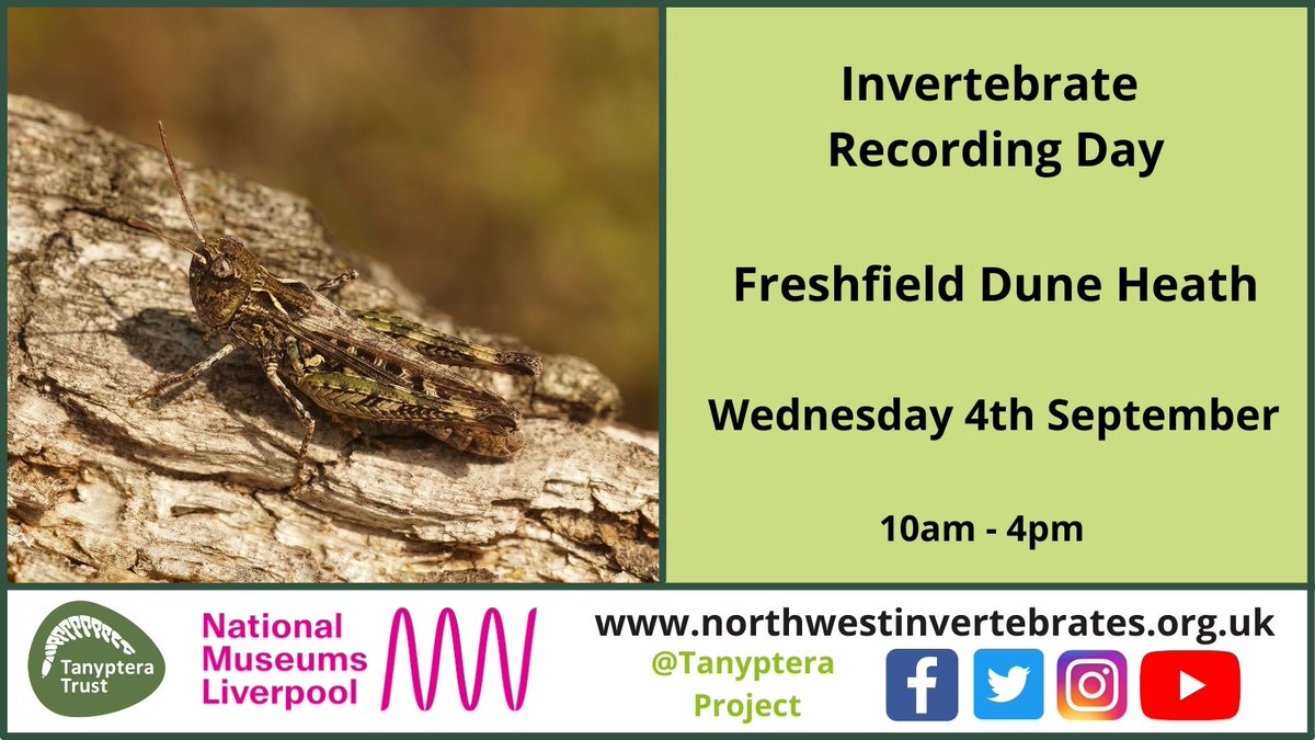 Tanyptera Project tweet media