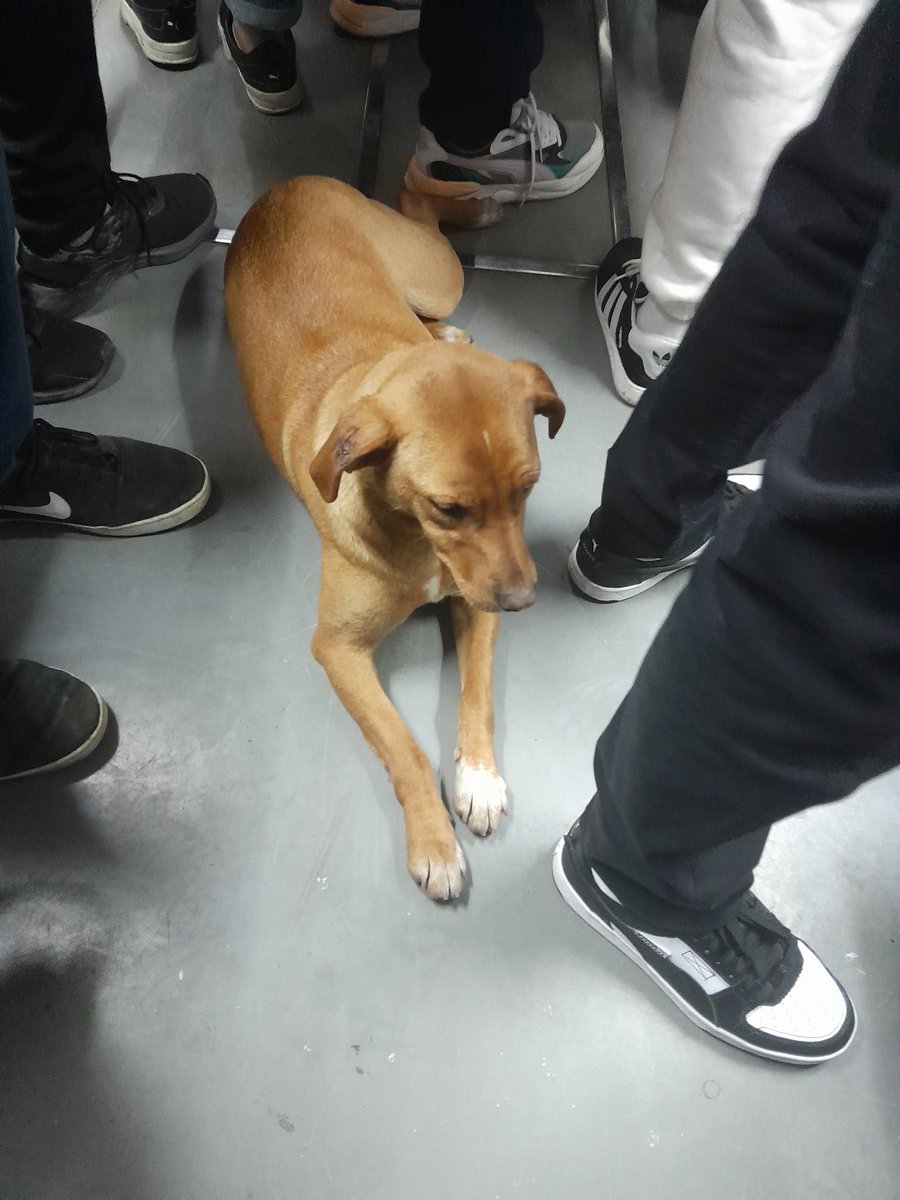 pausolmor's tweet photo. Perrito en Subte #LineaC sentido a Retiro 27/8 8:40 am. Se lo notaba desorientado. @ComunidadSubte 
@elcamp https://t.co/nvN6aX9r99