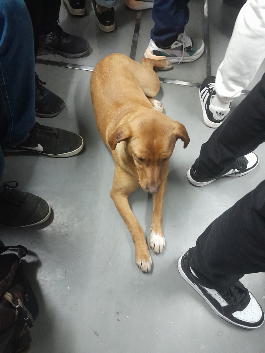 pausolmor's tweet photo. Perrito en Subte #LineaC sentido a Retiro 27/8 8:40 am. Se lo notaba desorientado. @ComunidadSubte 
@elcamp https://t.co/nvN6aX9r99