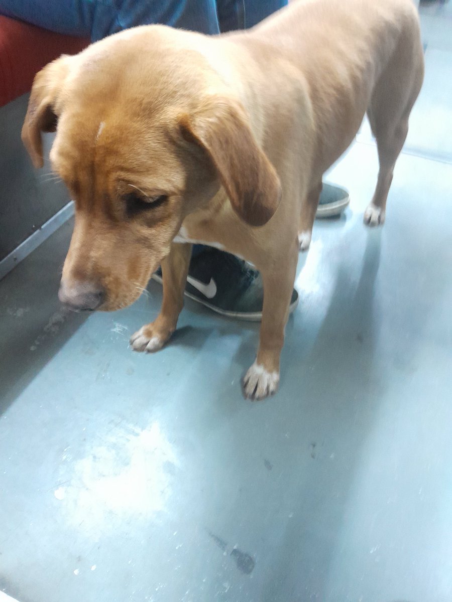 pausolmor's tweet photo. Perrito en Subte #LineaC sentido a Retiro 27/8 8:40 am. Se lo notaba desorientado. @ComunidadSubte 
@elcamp https://t.co/nvN6aX9r99